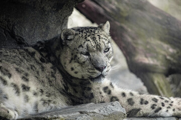 Naklejka premium Big white Snow leopard lies with piercing yellow eyes