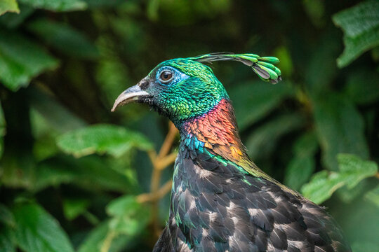 Himalayan monal (Lophophorus impejanus) monal.