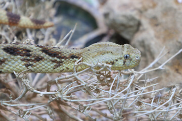 Puffotter / Puff adder / Bitis arietans