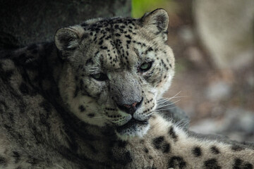 Big white Snow leopard lies with piercing yellow eyes