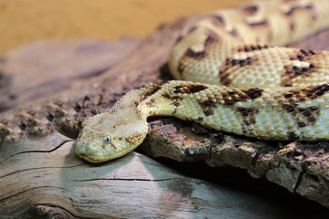 Puffotter / Puff adder / Bitis arietans