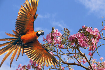 As Araras e as Maritacas de Caldas Novas - GO - Brasil  © Mrio