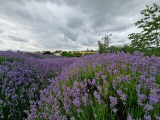Cotswolds Lavender Fields near Snowshill