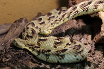 Puffotter / Puff adder / Bitis arietans