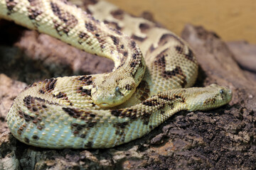 Puffotter / Puff adder / Bitis arietans