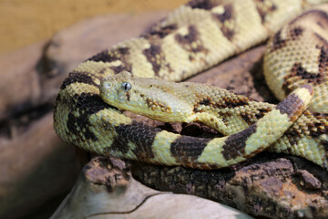 Puffotter / Puff adder / Bitis arietans