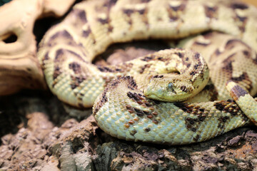 Puffotter / Puff adder / Bitis arietans