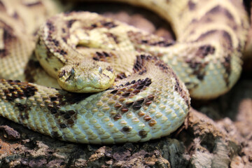 Puffotter / Puff adder / Bitis arietans