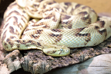 Puffotter / Puff adder / Bitis arietans