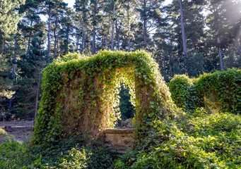 stone wall with overgrowth