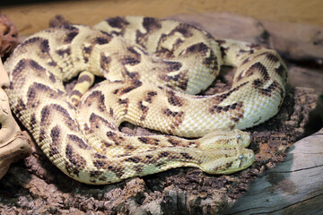 Puffotter / Puff adder / Bitis arietans