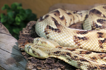 Puffotter / Puff adder / Bitis arietans