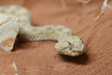 Wüsten-Hornviper / Saharan horned viper / Cerastes cerastes
