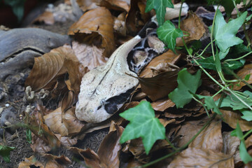 Östliche Gabunviper / Gaboon viper / Bitis gabonica