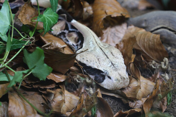 Östliche Gabunviper / Gaboon viper / Bitis gabonica