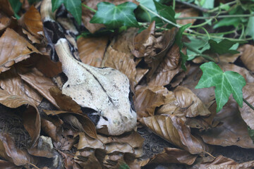 Östliche Gabunviper / Gaboon viper / Bitis gabonica