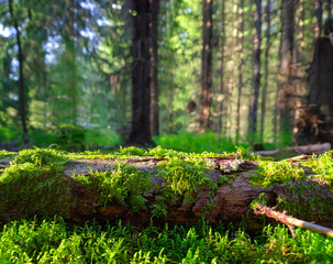 Forest studio background of backdrop for nature product photos. Nice backlighting and fallen tree to place the products on with green natural moss. Spruce cone in foreground. Photo from Finland
