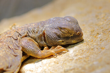 Südsaharische Dornschwanzagame / Spiny-tailed lizard / Uromastyx dispar flavifasciata.