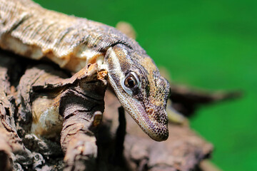 Glauerts Felsenwaran / Kimberley rock monitor / Varanus glauerti