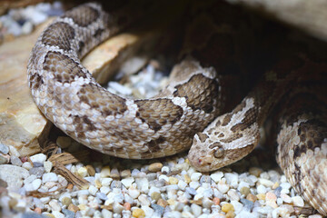 Baja-Klapperschlange / Baja California rattlesnake / Crotalus enyo enyo