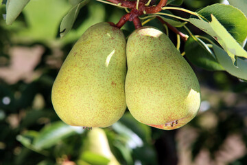 Saftige Birnen am Birnenbaum