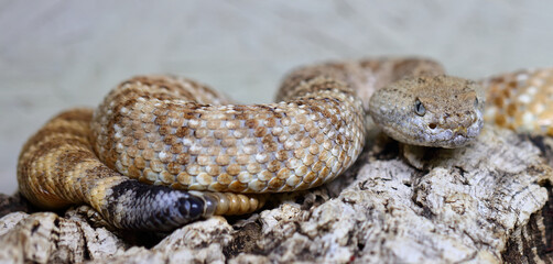 Angel de la Guarda Klapperschlange / Angel de la Guarda Island speckled rattlesnake / Crotalus angelensis