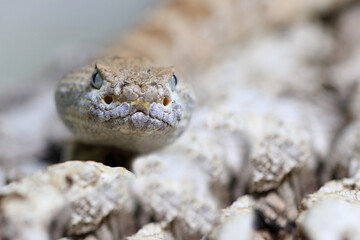 Angel de la Guarda Klapperschlange / Angel de la Guarda Island speckled rattlesnake / Crotalus angelensis