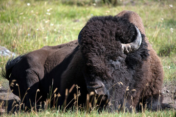 American Bison aka buffalo bull laying in grassy meadow