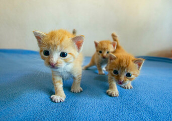 three kitten playing