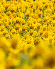 千葉県銚子市　満願寺の満開のひまわり