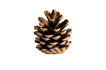 Pinecone on a white background