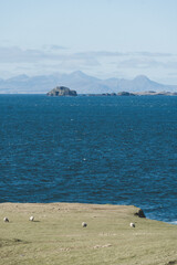 Sheep Grazing on the Coast