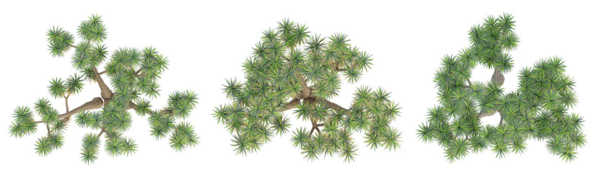 3d evergreen Tree of Yucca Gigantea on top view isolated on transparent background, 3d render illustration.