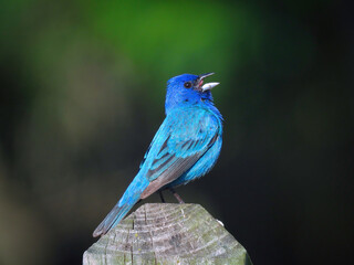 Fototapeta premium Closeup Macro Indigo Bunting Bird Perched on a Fence Post