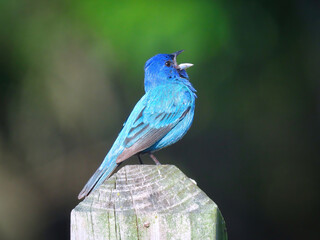 Closeup Macro Indigo Bunting Bird Perched on a Fence Post 