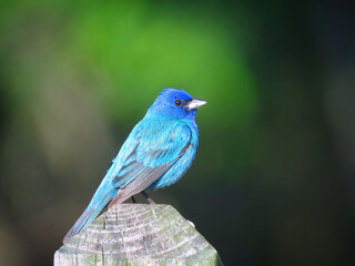 Closeup Macro Indigo Bunting Bird Perched on a Fence Post 