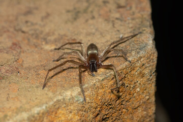Close-up of a beautiful grass sac spider (Clubiona sp.) foraging during a cold winter's evening