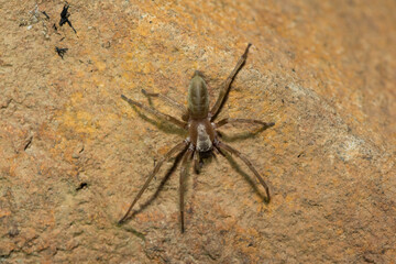 Close-up of a beautiful grass sac spider (Clubiona sp.) foraging during a cold winter's evening