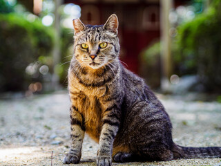 Obraz premium シュッとした表情のキジトラの猫