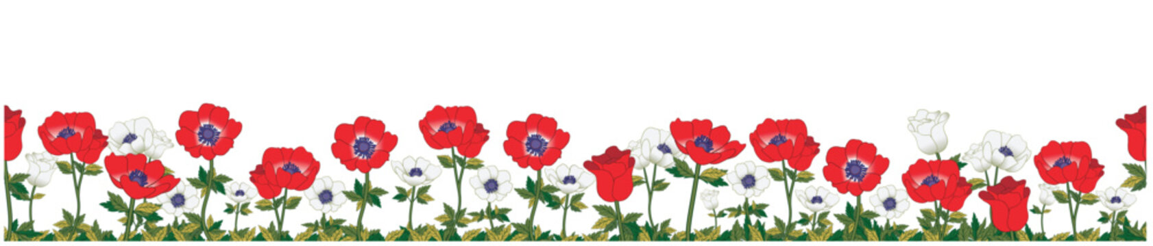 Horizontal banner decorated with red and white anemone flowers and leaves border. Seamless multicolor blooming Spring botanical drawing. Vector illustration on transparent background.