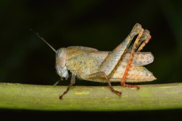 grasshopper on a leaf