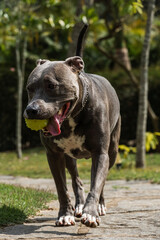 Beautiful Pit bull dog with blue nose playing in the grassy garden with his ball. Sunny day. Nature