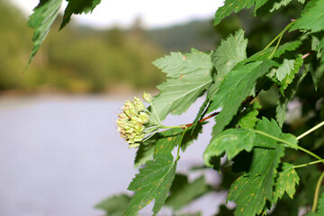 flower buds on a tree close up