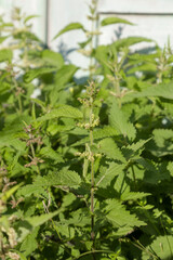 Young stinging nettle growing next to the wall in the countryside