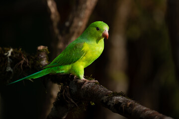 Plain parakeet in natural habitat - Atlantic Forest, Brazil.