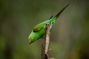 Plain parakeet in natural habitat - Atlantic Forest, Brazil.