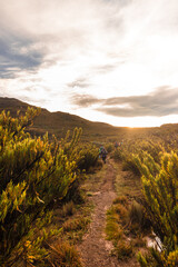Obraz premium trail in the middle of the paramo in a sunrise in the Chirripo National Park in Costa Rica