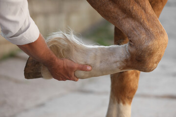 Man examining horse leg outdoors, closeup. Pet care - obrazy, fototapety, plakaty