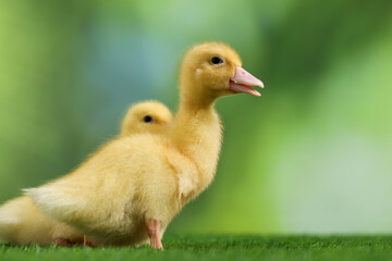 Cute fluffy ducklings on artificial grass against blurred background, closeup. Baby animals