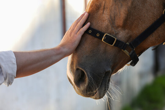 Man petting adorable horse outdoors, closeup. Lovely domesticated pet - Powered by Adobe